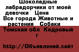 Шоколадные лабрадорчики от моей девочки › Цена ­ 25 000 - Все города Животные и растения » Собаки   . Томская обл.,Кедровый г.
